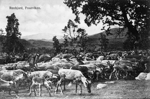 Eine Herde Rentier, die auf einer saftigen grünen Wiese grast, umgeben von Bäumen, Hügeln und einem klaren blauen Himmel, mit Text oben auf dem Bild.