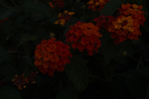 Ein Feld voller verschiedener Blumenarten.