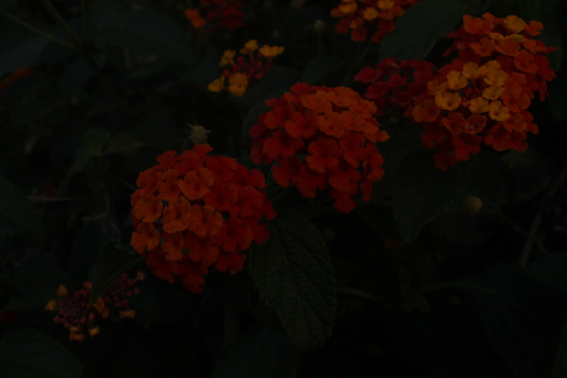 Ein Feld voller verschiedener Blumenarten.