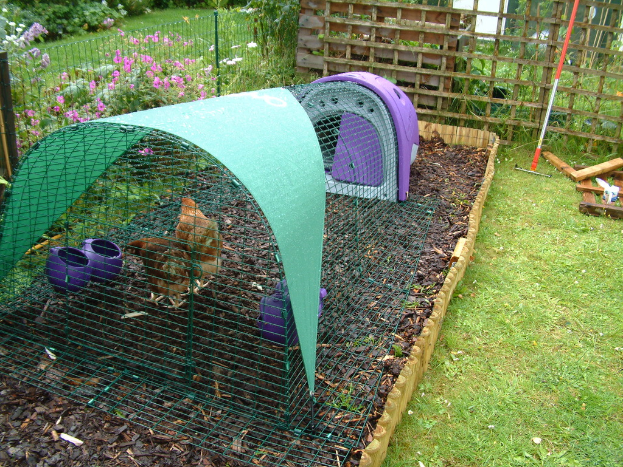 Mehrere Hennen in einem Korb auf der linken Seite, mit Abfällen und Gras unten, einem Zaun, Pflanzen, Blumen, Bäumen, einem Pfahl und Holzstöcken im Hintergrund.