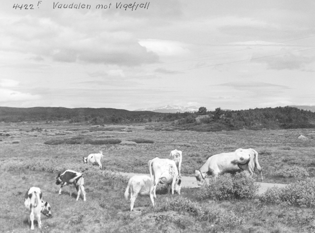 Eine Herde Kühe auf einer saftigen grünen Wiese umgeben von Pflanzen, Bäumen, Hügeln und einem bewölkten Himmel mit Text oben auf dem Bild.