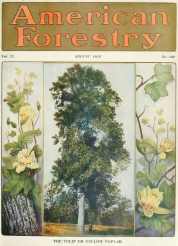Titelbild der *American Forestry Magazine* aus August 1915, das detaillierte Illustrationen von Bäumen, Blumen und Laub in leuchtenden Farben zeigt.