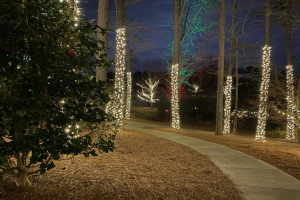 Ein nächtlicher Waldweg, der von bunten Weihnachtslichtern beleuchtet wird, die zwischen den Bäumen gespannt sind, mit trockenen Blättern auf dem Boden und dem Himmel im Hintergrund.