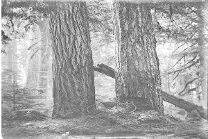 Schwarzes und weißes Foto eines Fahrrads, das in einem Rotbuchenwald geparkt ist, umgeben von hohen Bäumen mit Sonnenstrahlen, die durch die Zweige scheinen.