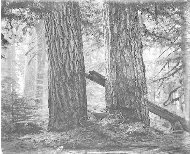 Schwarzes und weißes Foto eines Fahrrads, das in einem Rotbuchenwald geparkt ist, umgeben von hohen Bäumen mit Sonnenstrahlen, die durch die Zweige scheinen.