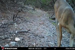 Ein Reh geht einen Schotterweg im Wald entlang, umgeben von Steinen, Zweigen und Bäumen, mit dem Text "Stealth Cam - Rehjagd in Texas" unten.
