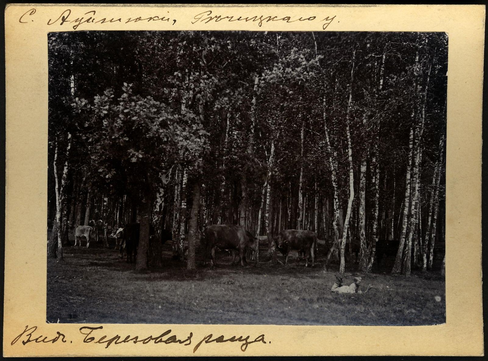 Schwarz-weiß-Foto von Kühen, die auf einer bewaldeten Fläche grasen, mit Text am unteren Rand.