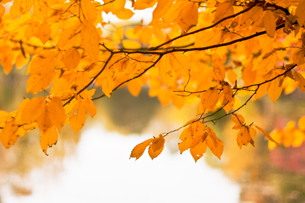 Gelbe Blätter an einem Ast mit unscharfem Hintergrund.