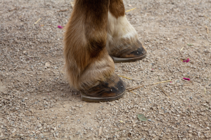 Ein Nahaufnahme der Hufe eines Pferdes auf dem Boden, mit brauner und weißer Fellfarbe gegen die Erde