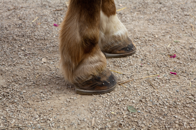 Ein Nahaufnahme der Hufe eines Pferdes auf dem Boden, mit brauner und weißer Fellfarbe gegen die Erde