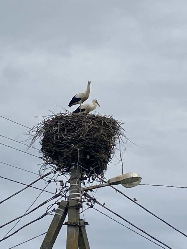Zwei Weißstörche auf einem Nest auf einem Strommast sitzend, mit Straßenbeleuchtung und Drähten im Hintergrund.