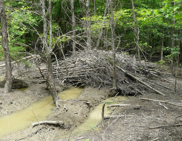 Ein Biberdamm in einem Wald mit einem schlammigen Bach, verstreuten Baumstämmen und Zweigen, umgeben von vielen Bäumen.