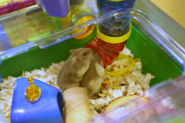 Ein Plastikbehälter mit mehreren Ratten und einem Rohr.