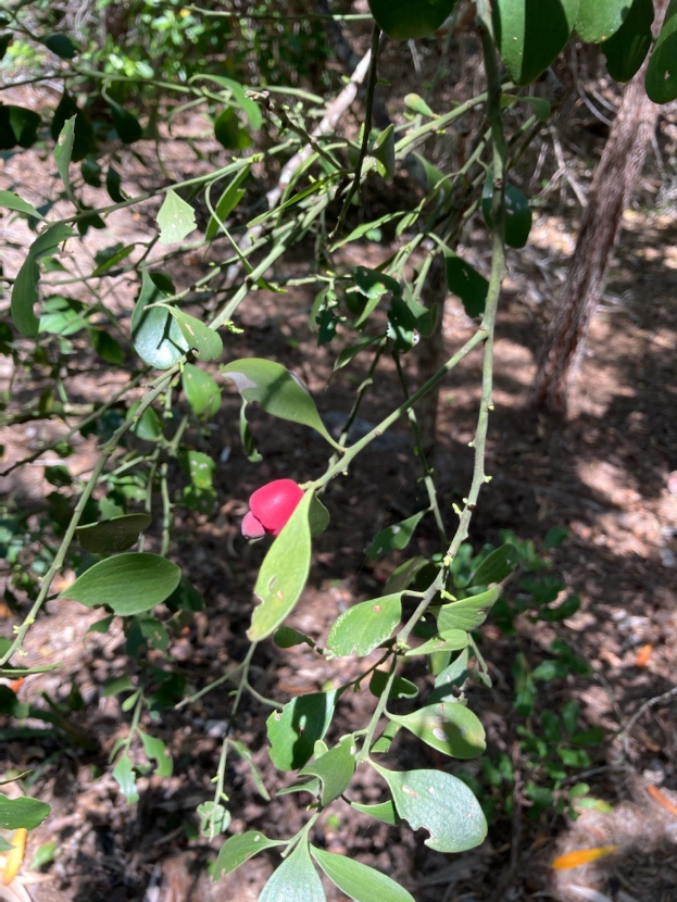 Ein Mistelbaum mit grünen Blättern und roten Beeren, umgeben von anderen Bäumen in einer friedlichen Umgebung.