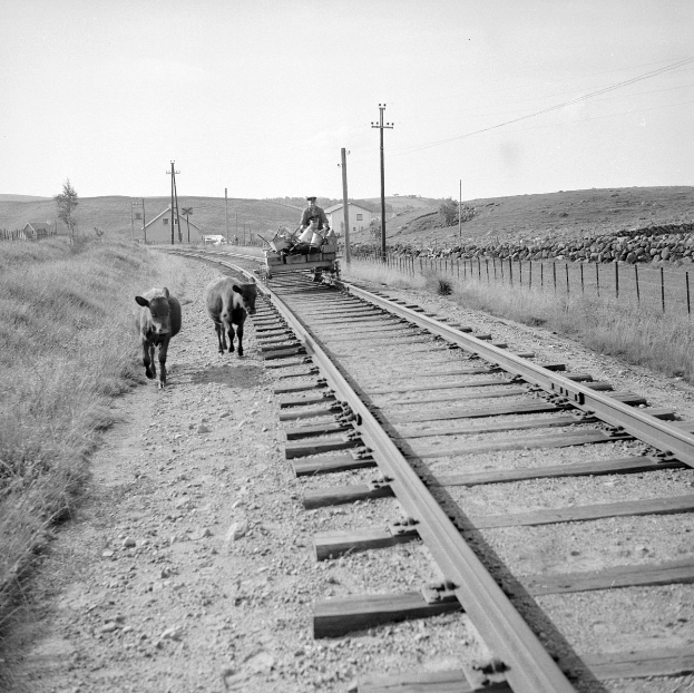 Schwarze und Weiße Fotografie von zwei Kühen, die auf Eisenbahnschienen gehen, mit einer Person, die auf einem Fahrzeug im Vordergrund sitzt, Gras und einem Zaun auf beiden Seiten der Schienen und Häuser, Bäume, Mäste und Himmel im Hintergrund.