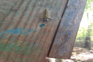 Nahaufnahme eines Eichenprozessionsspinners auf einem Holzzaun mit Bäumen im Hintergrund und welken Blättern unten.