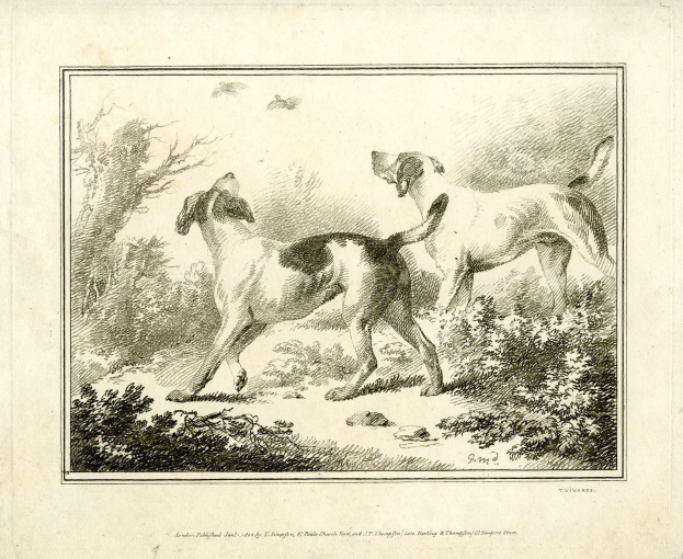 Zwei Hunde laufen in einem bewaldeten Gebiet mit Grünfläche, mit Text am unteren Bildrand.