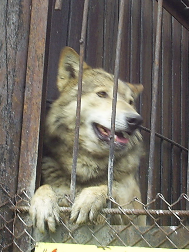 Ein Wolf in einem Käfig mit offenem Mund, umgeben von einem Metallzaun und einer hölzernen Wand, mit einer Texttafel unten.