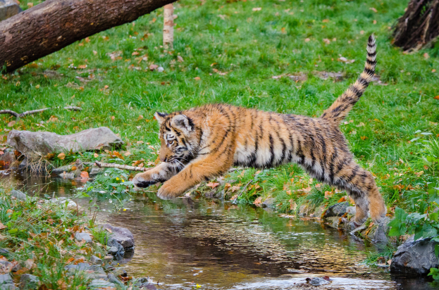 Ein Tigerbaby spielt im Wasser im Zoo, umgeben von Gras, Steinen, Pflanzen und Baumstämmen.