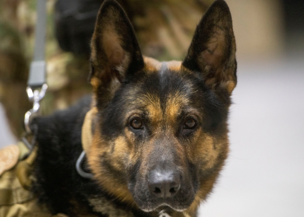 Ein Deutscher Schäferhund in militärischer Uniform mit einem Gürtel um den Hals vor einem unscharfen Hintergrund.